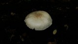 Pluteus petasatus image
