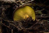 Boletinellus merulioides image