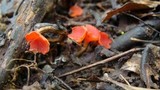 Sarcoscypha occidentalis image