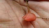 Sarcoscypha occidentalis image