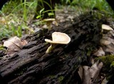 Microporellus obovatus image