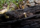 Microporellus obovatus image