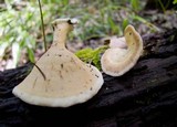 Microporellus obovatus image