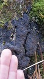 Protopannaria pezizoides image