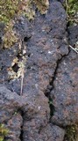 Protopannaria pezizoides image
