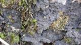 Protopannaria pezizoides image