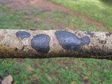 Camillea cyclisca image