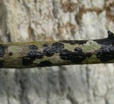 Camillea cyclisca image