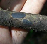 Camillea cyclisca image