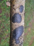 Camillea cyclisca image