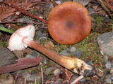 Armillaria cepistipes image