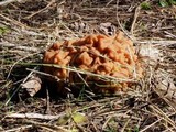 Gyromitra gigas image