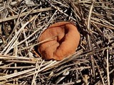 Discina ancilis image