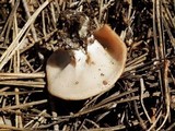 Discina ancilis image