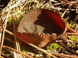 Peziza phyllogena image