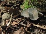 Helvella dissingii image
