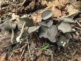 Helvella dissingii image