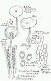 Helvella dissingii image