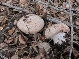 Agaricus hondensis image
