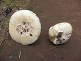 Amanita vernicoccora image