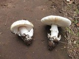 Amanita vernicoccora image