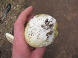 Amanita vernicoccora image