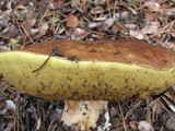 Boletus regineus image