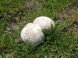 Calvatia pachyderma image