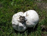 Calvatia pachyderma image