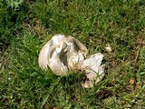Calvatia pachyderma image
