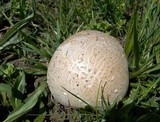 Calvatia pachyderma image