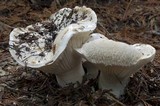 Hygrophorus subalpinus image