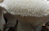Hygrophorus subalpinus image