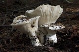 Hygrophorus subalpinus image