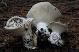 Hygrophorus subalpinus image