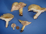 Lactarius aspideoides image