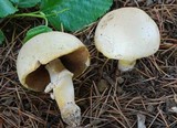 Agaricus arvensis image