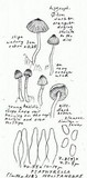 Psathyrella noli-tangere image