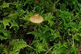 Galerina dimorphocystis image