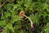 Galerina dimorphocystis image