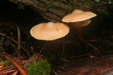 Galerina mammillata image