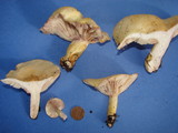 Lactarius aspideoides image