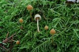 Galerina subfiliformis image