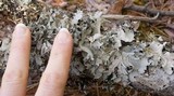Parmotrema crinitum image