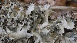 Parmotrema crinitum image