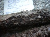 Rosellinia corticium image