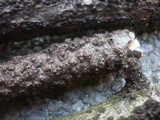 Rosellinia corticium image