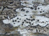 Anisomeridium biforme image