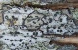 Anisomeridium biforme image