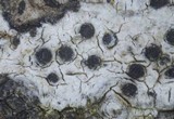 Anisomeridium biforme image